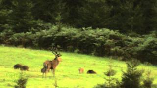 Brame Du Cerf Deer - 2011
