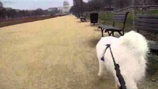 Dogscooter:  Gidget (National Mall) by SamoyedMoms 279 views 10 years ago 51 seconds