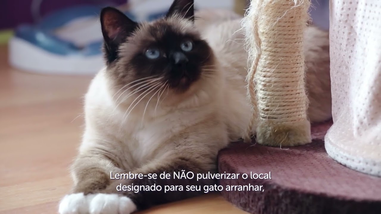 Como usar FELIWAY Classic Spray - para um ambiente tranquilo em casa e ao sair com o seu gato