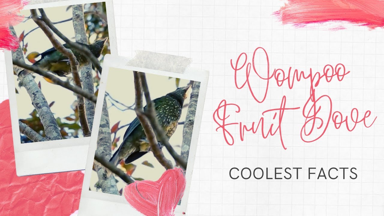 wompoo fruit dove facts 🕊 wompoo pigeon 🕊 native to New Guinea 🇬🇳 and eastern Australia 🇦🇺