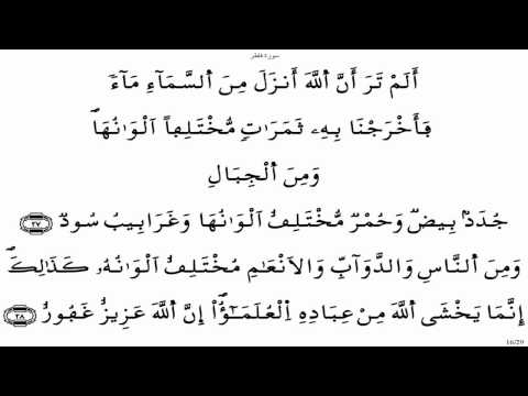 سورة فاطر ياسين الجزائري برواية ورش 