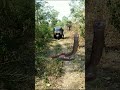 Snake attack auto youtubesnakeviral.viralchandanpradhan77trendingshotsshorts