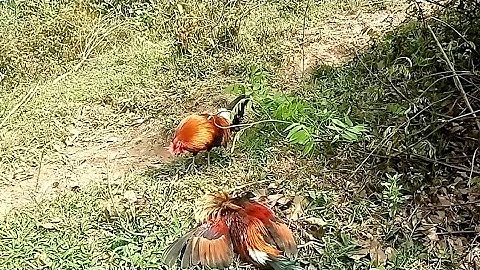 ຕໍ່ໄກ່ປ່າເຂົ້າດີຫລາຍ dib qaib qus tuaj zoo heev 25/03/2022