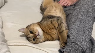 パパで暖を確保する猫の甘え方可愛すぎんか