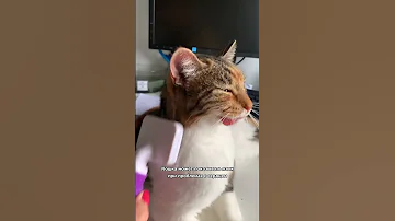 Почему кошка высовывает язык