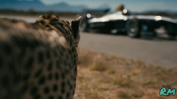 Formula E Car VS Cheetah ; DRAG RACE