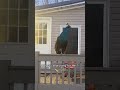 The comical peacock #foryou #funny #animals #peacock #usa