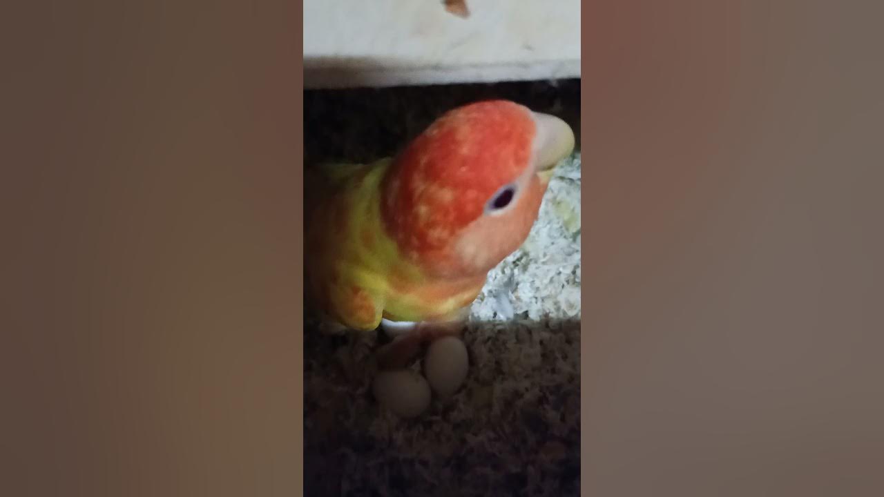 Lovebirds eggs hatching (first chick) YouTube