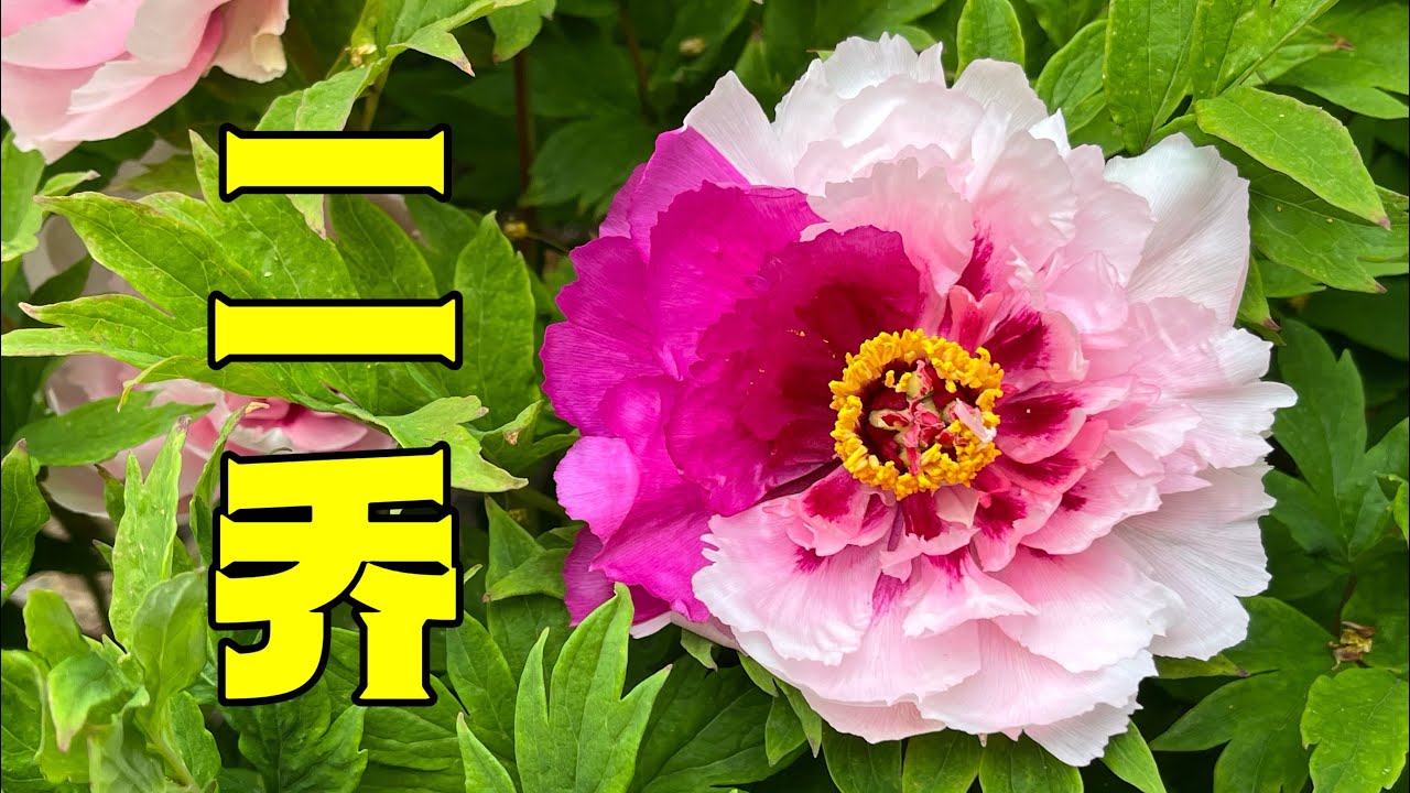 青石话牡丹芍药中国品种：二乔Tree Peony:Er Qiao - YouTube