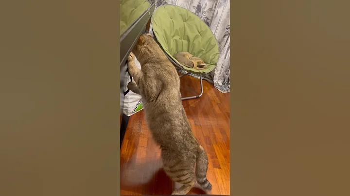 Video 11837561: chausie cat, cats catlover cutecat, pretty cat