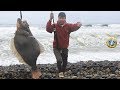 Pesca de lenguados o chatos en Playa de piedras en el Pacífico (Peces planos)