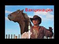 Вакцинация жеребят.