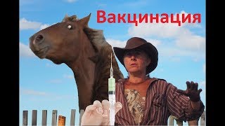 Вакцинация жеребят. Вакцинация жеребят.