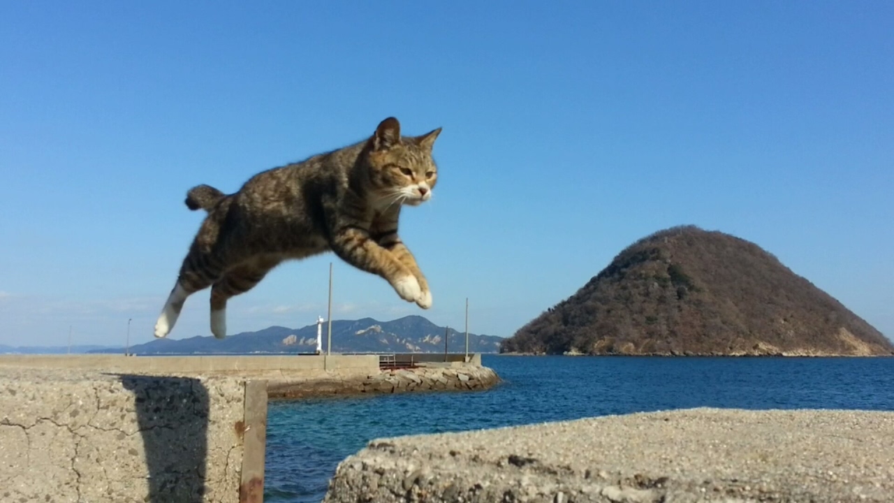 やってみた うどん県の猫島 佐柳島で猫ちゃん達に飛んで貰いました Youtube