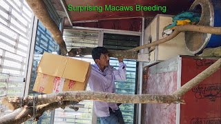 Surprising Macaws Breeding.