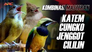 Cungko  Cucak Jenggot  Cililin  Kapas Tembak  Durasi Panjang  Jernih