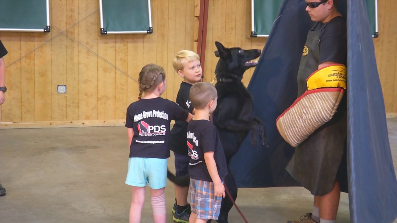 Kids & Dogs In Training Obedience Protection "Adelaide" 13 Mo's Home