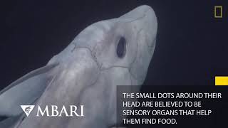 Information Ghost Shark Caught on Camera for the First Time | National Geographic Update