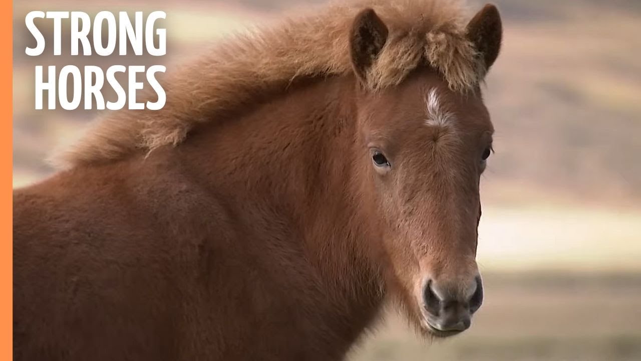 The Icelanders and their Strong Horses (2020)