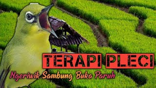 Download Lagu TERAPI PLECI NGERIWIK SAMBUNG NGALAS (BUKA PARUH) MP3
