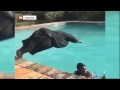Video lucu plus bikin kaget abisss.......