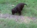 2008 Curly-Coated Retriever Puppies の動画、YouTube動画。