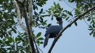 Birding Ghana November 2022 part two Rain forest