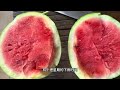 樓頂種菜：來說說自己種的西瓜怎樣分辨成熟與否 #樓頂西瓜#西瓜怎樣分辨成熟與否 #西瓜長大什麼樣可以