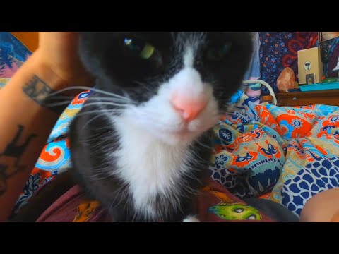 ASMR | POV: Your cat is sitting on you, purring & wanting pets :)