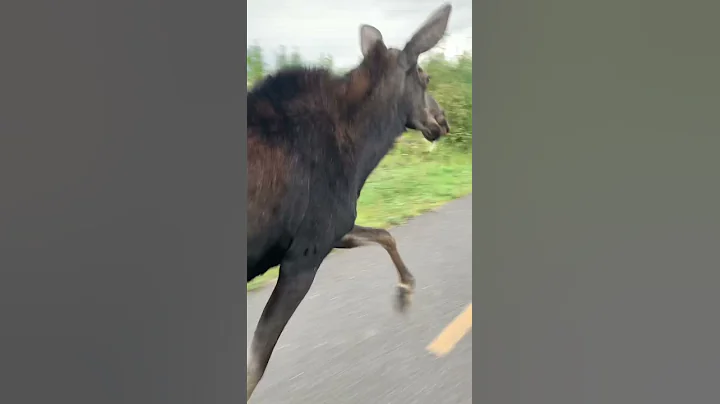 Enjoying the ride with this Canadian moose  #viral...