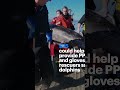 Dolphin Rescue Bundle