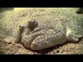 Giant turbot fish underwater. Гигантский палтус /камбала под водой.