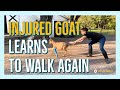 Goat in a wheelchair learns to walk again!!