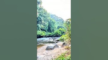 Buổi Sáng Thức Dậy Bên Bờ Suối 🌿 | Trải Nghiệm Đi Câu Cá Trong Rừng