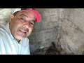 Uma novidade aqui no sitio chocar ovos de faisão em galinha 🐔