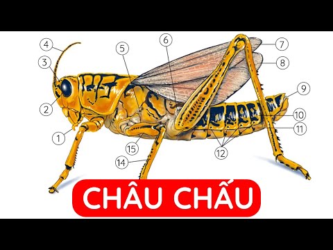 Video Châu chấu | Con châu chấu | Vòng đời châu chấu | Đặc... - youtube
