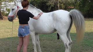 Elias Barbosa - Horse care Basic training by Pretty Girl at In the village