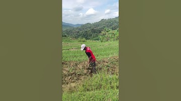 How farmers dig their rice fields with simple tools like hoes #shorts
