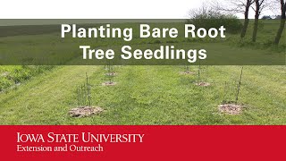 Planting Bare Root Tree Seedlings