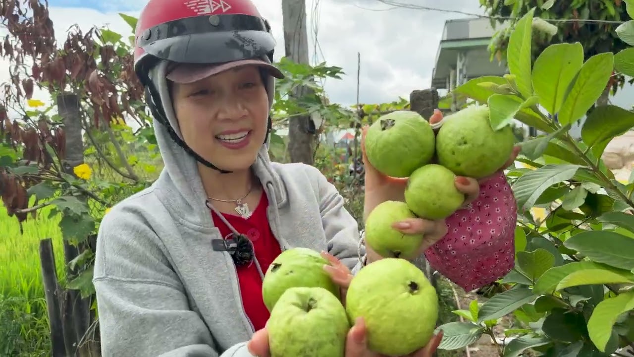 Về Vườn Cò Thăm Mộ Ba, Ghé Nhà Chị Nga Hái Ổi Ăn Giòn Ngọt Quá Ngon 🇨🇦2271》Về Việt Nam 2026