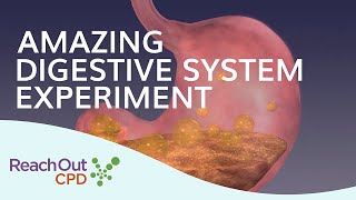 Lesson Idea: Digestive System Experiment | Reach Out CPD