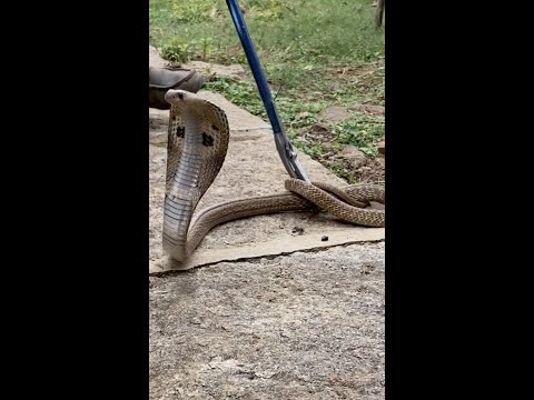 Catching Snake (Listen to the Cobra Hissing)
