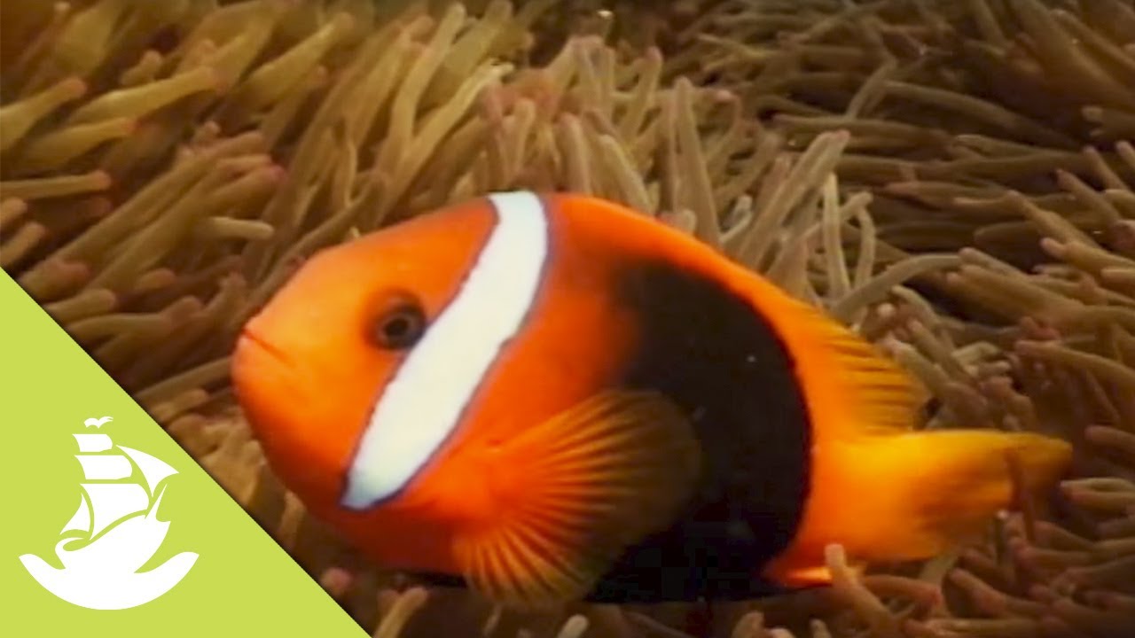 The coral reef and the animals it hides