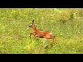 Козлик обгавкал и красиво ускакал || The male roe deer barks and runs away