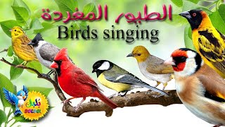 أسماء أجمل الطيور المغردة  Name of Birds and Sounds |Learn Birds Name in arabic & English language