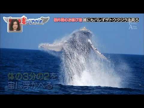 嵐 櫻井翔 のお忍び旅誰にもバレずザトウクジラを見ろ