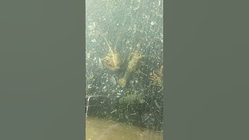 Lần đầu tiên thấy cận cảnh tôm hùm lột xác #shorts