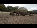 Komodo dragons eats styngrais on the beach.@varanuskomodoensischannel661