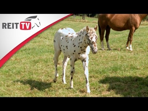 Video: Appaloosa Pferderasse Hypoallergen, Gesundheit Und Lebensdauer Health