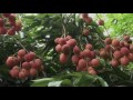 Veracruz Agropecuario - Litchi